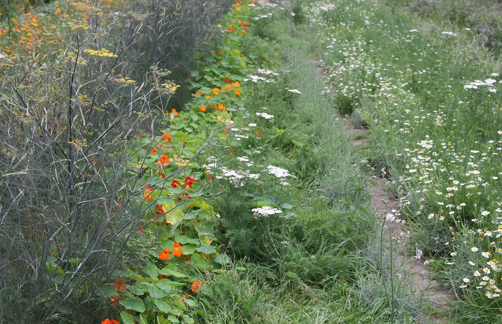 JardinEssentiel_RudyLuijters08.jpg