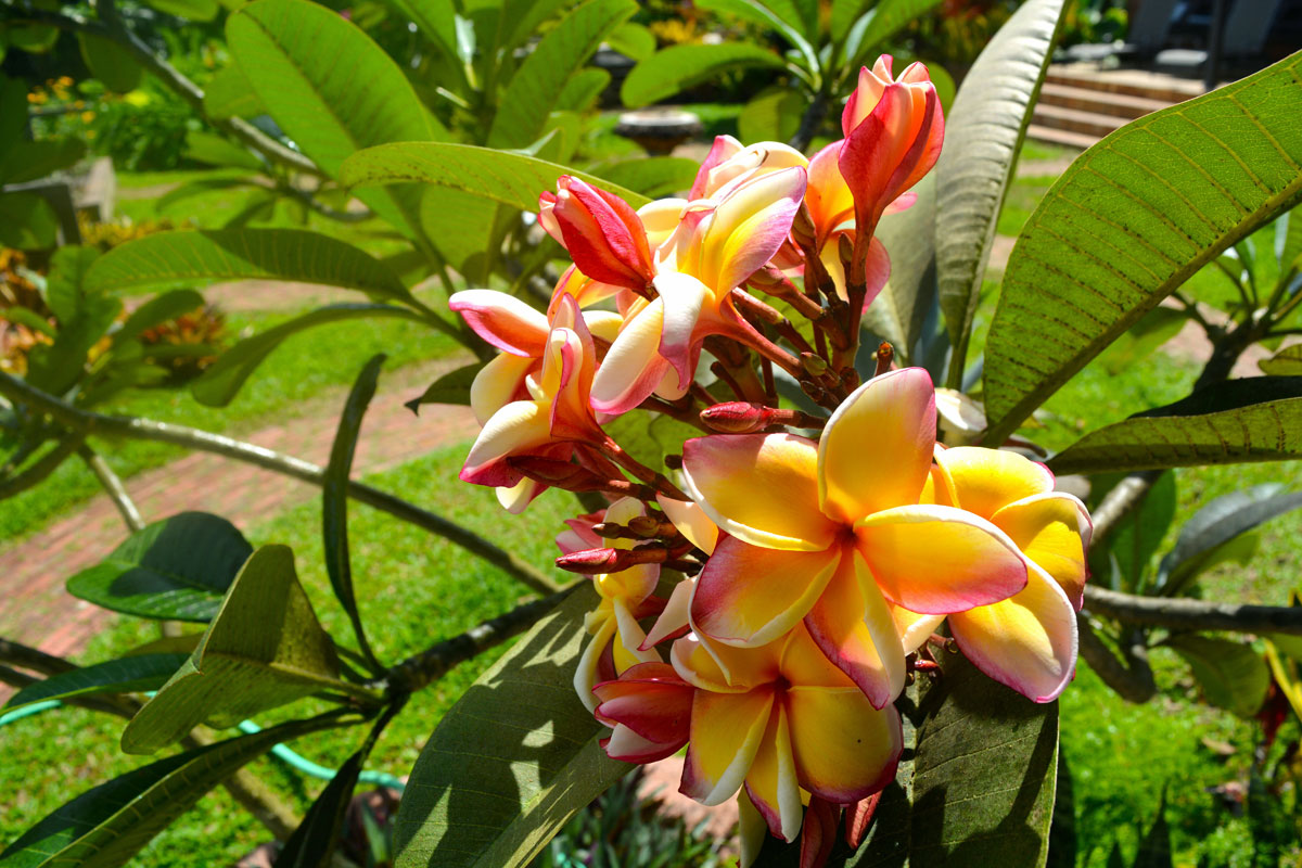 Our frangipani plant in bloom, visible just beyond the villa porch steps (top right).