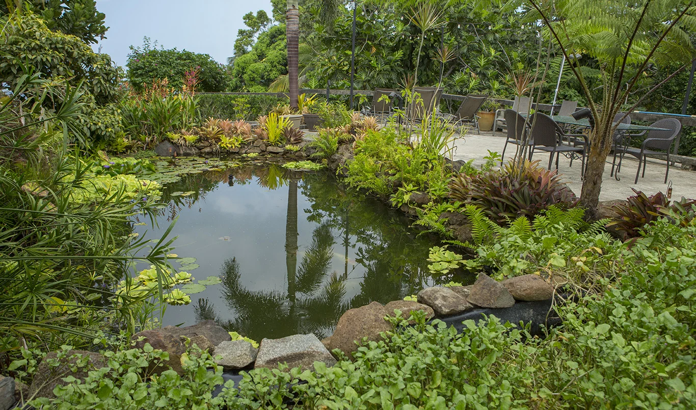 koi pond.jpg