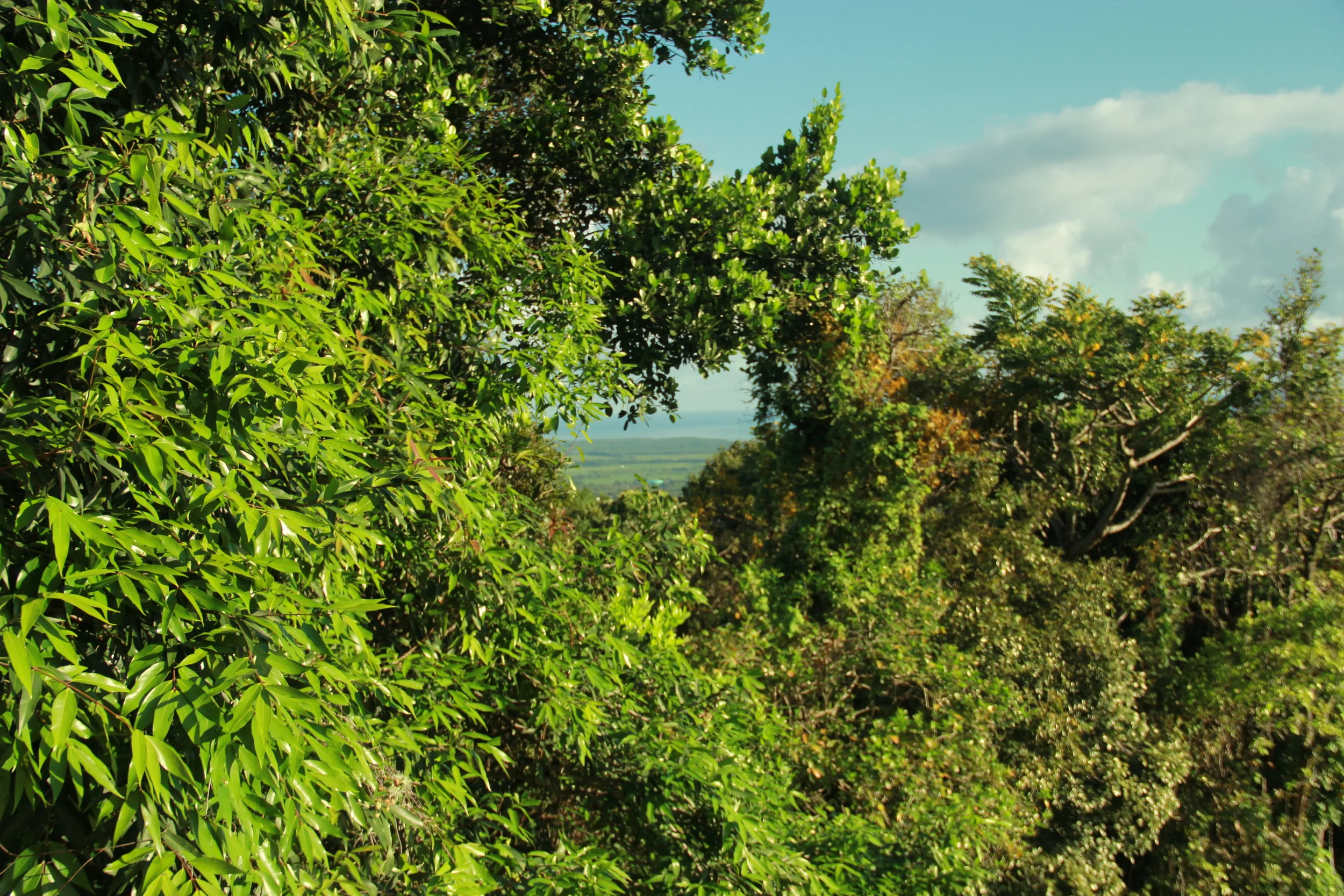 jugle suite view.JPG