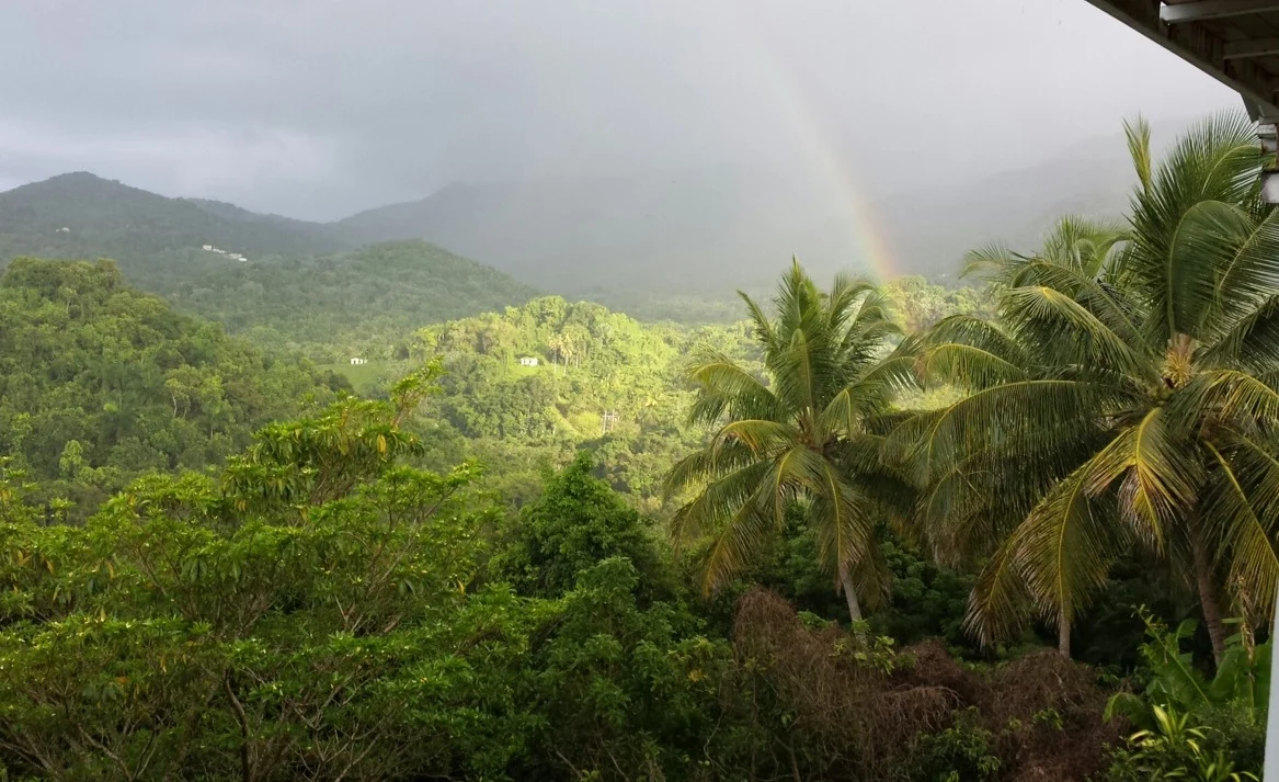 rainforest rainbow.jpg
