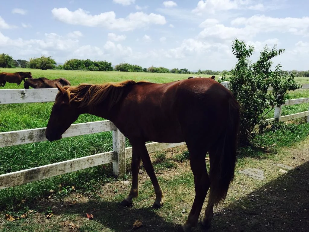 Horseback Riding