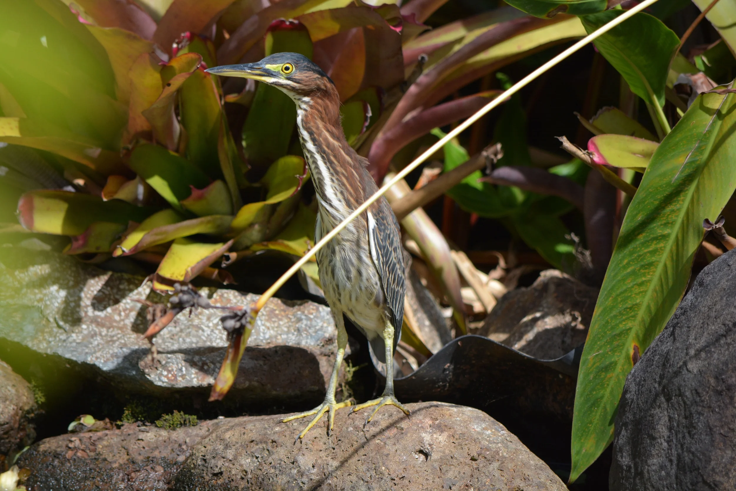 If you sit beside our koi pond long enough, you just might get a visit from this friendly fellow -- Our Resident Green Heron .