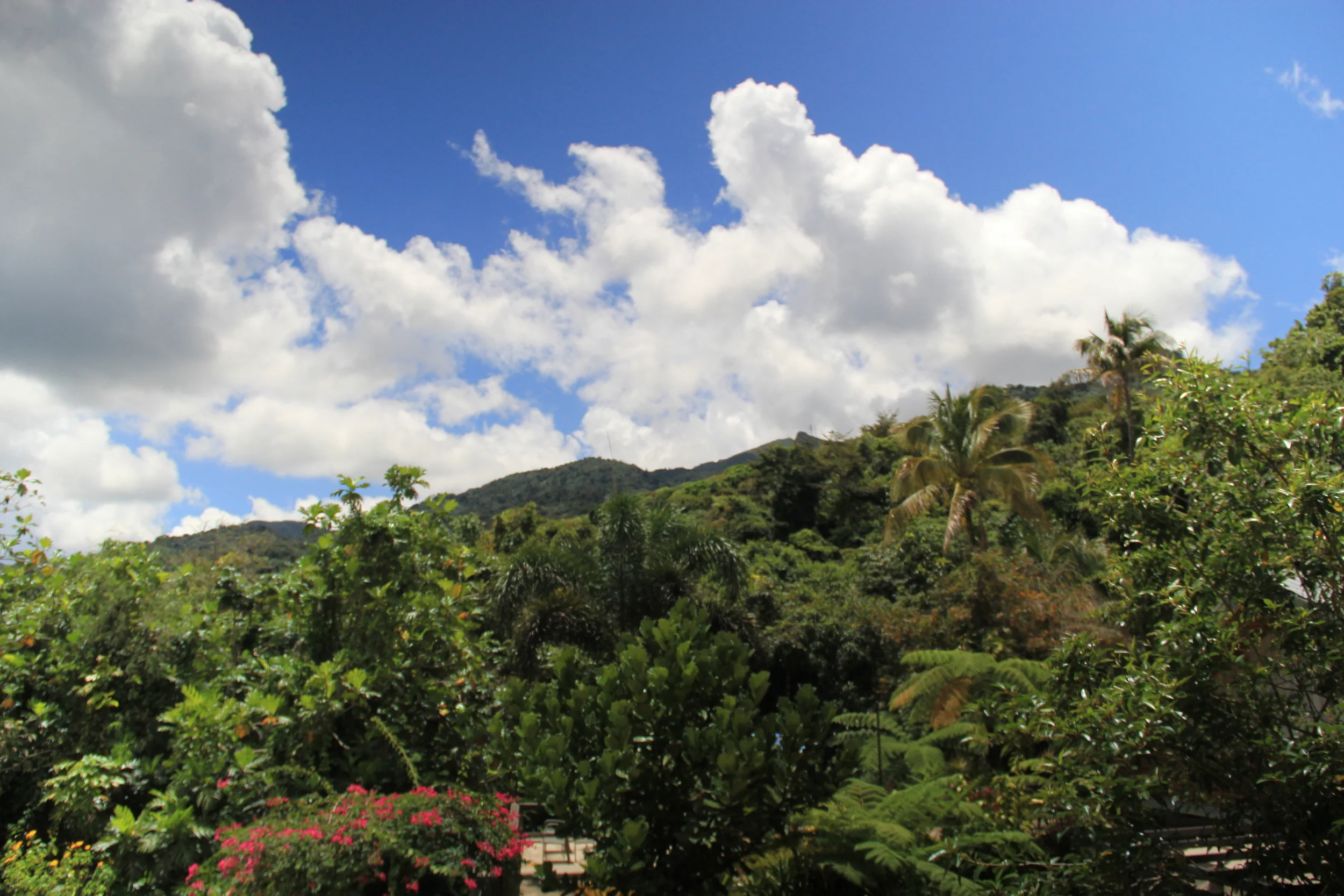 viewOfRainforest.JPG