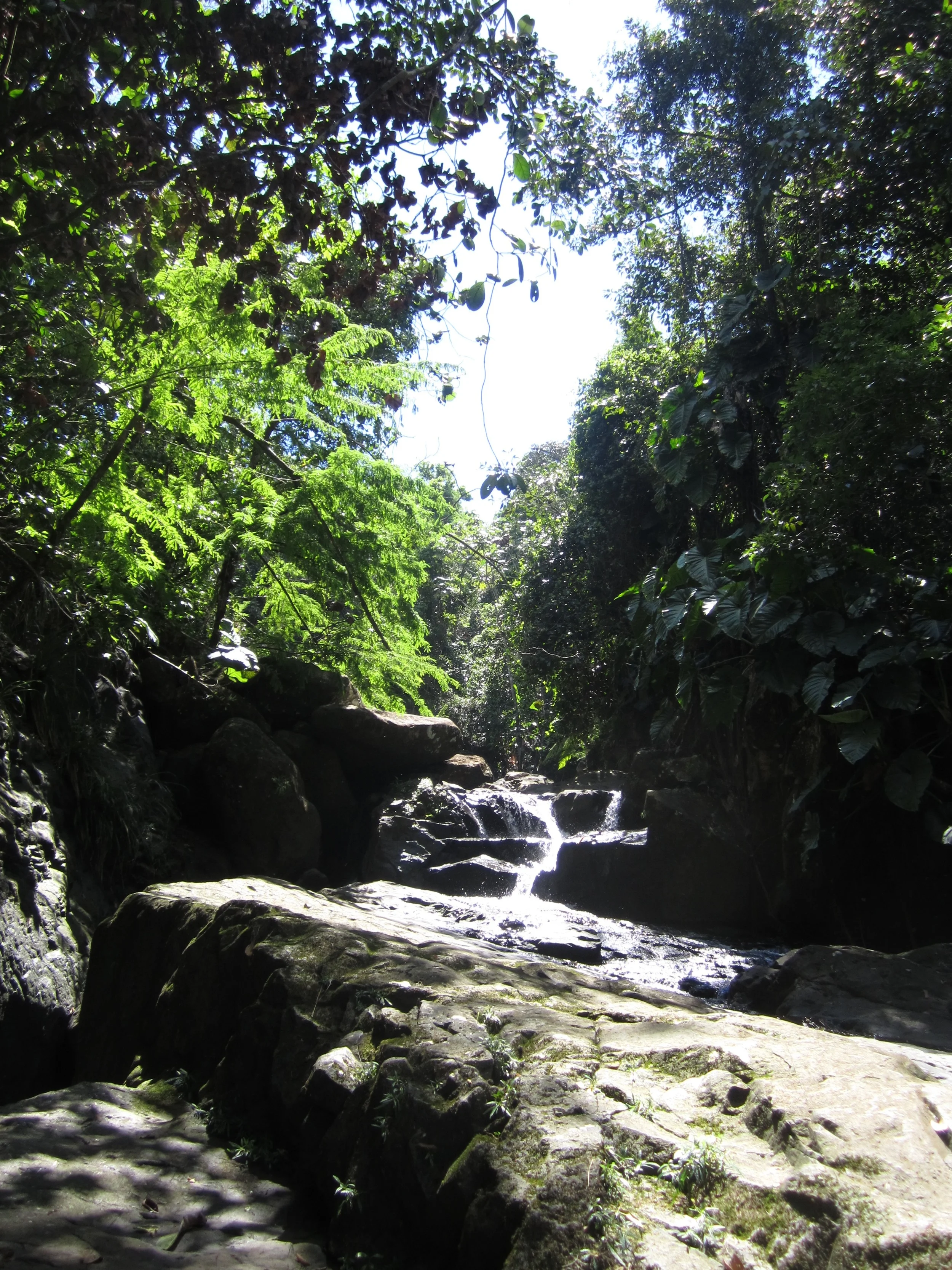 Delight in your backyard rainforest at our B&B. Test yourself on our exclusive Lost Machete Hike.