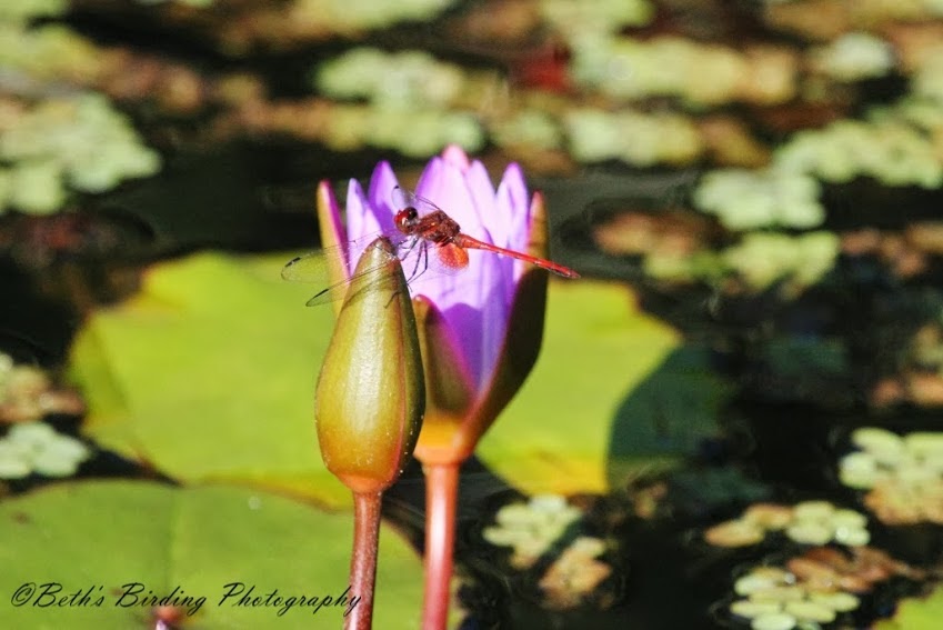 " Our koi pond attracts dragonflies and houses fish that eat the mosquitoes "