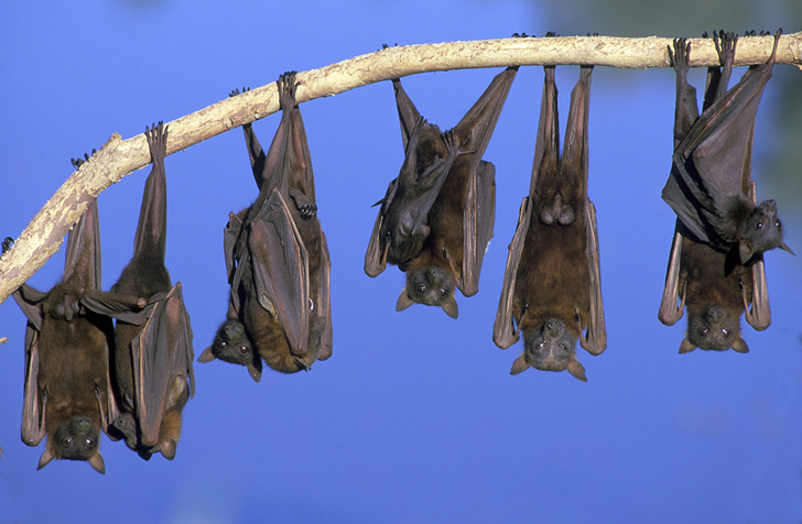 Bats are important predators of mosquitoes in the jungle Photo courtesy of "The Architecture of Mosquito Control" (http://emhughes.com/arbitrary/mosquitoes/)