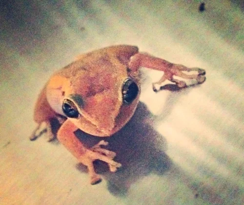 The Rainforest Inn is home to seven species of coquí, which help control the mosquito population