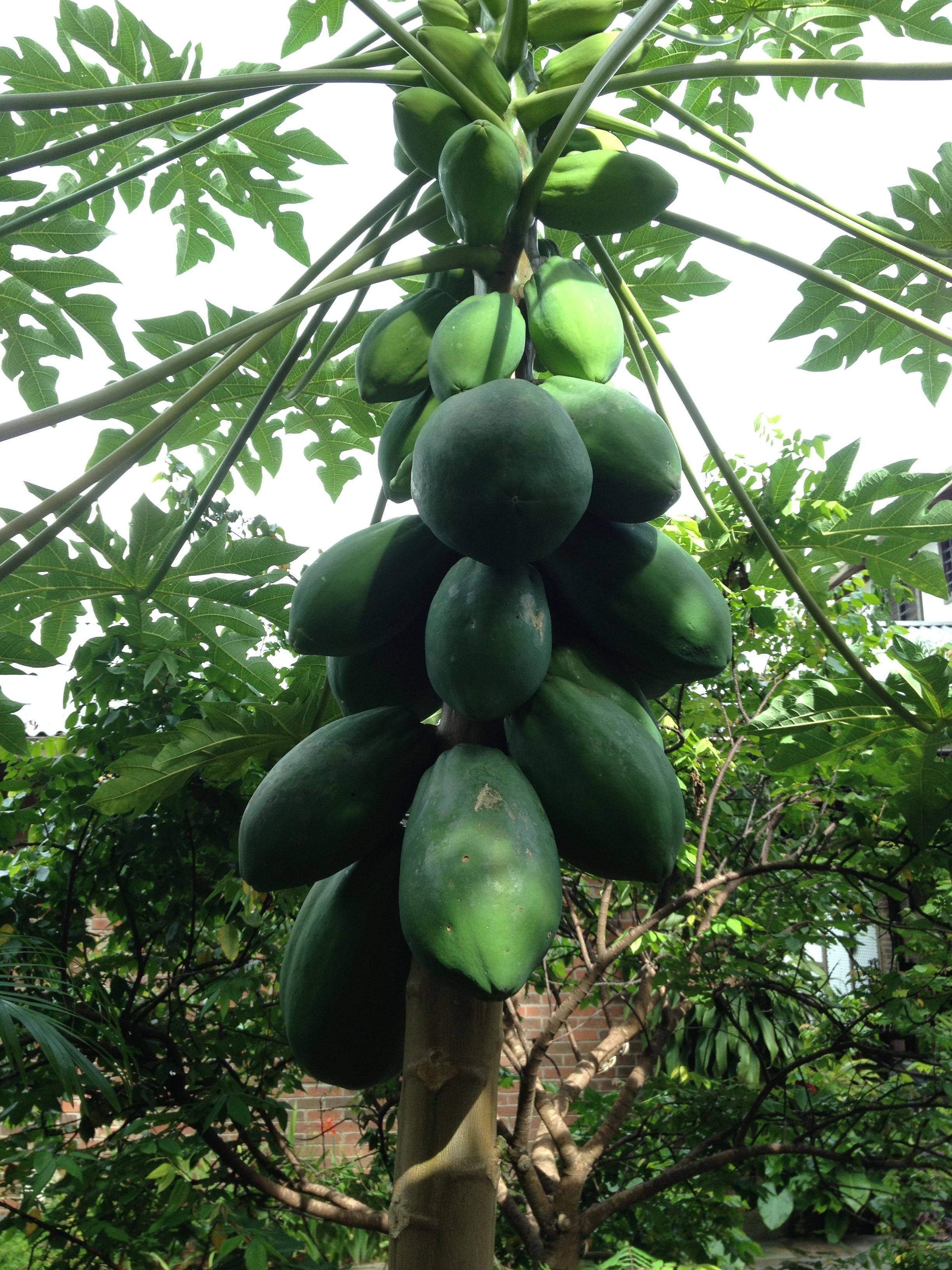 Now we're into Permaculture