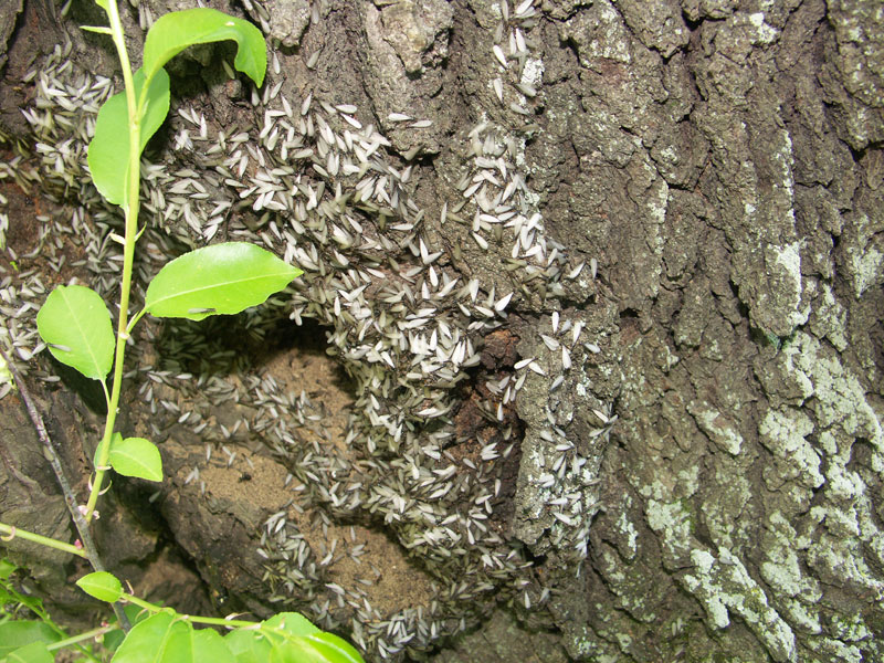 https://www.ppdl.purdue.edu/PPDL/images/termiteswarm3.jpg