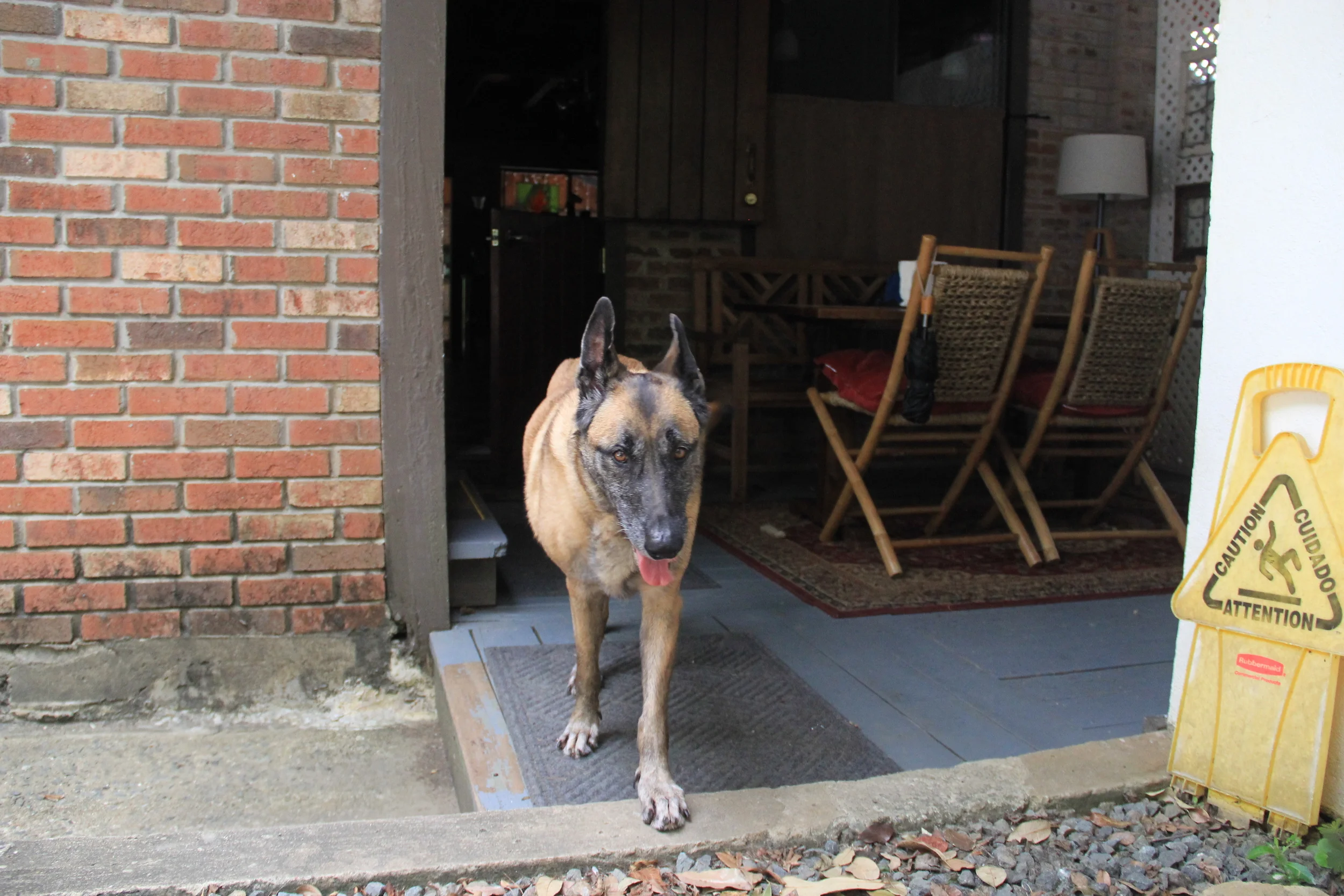 Raising a Dog to be a Proper Bed & Breakfast Assistant
