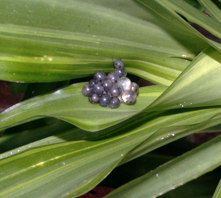 Coqui Eggs