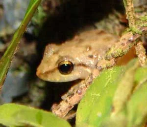 Complaints from our rainforest bed and breakfast