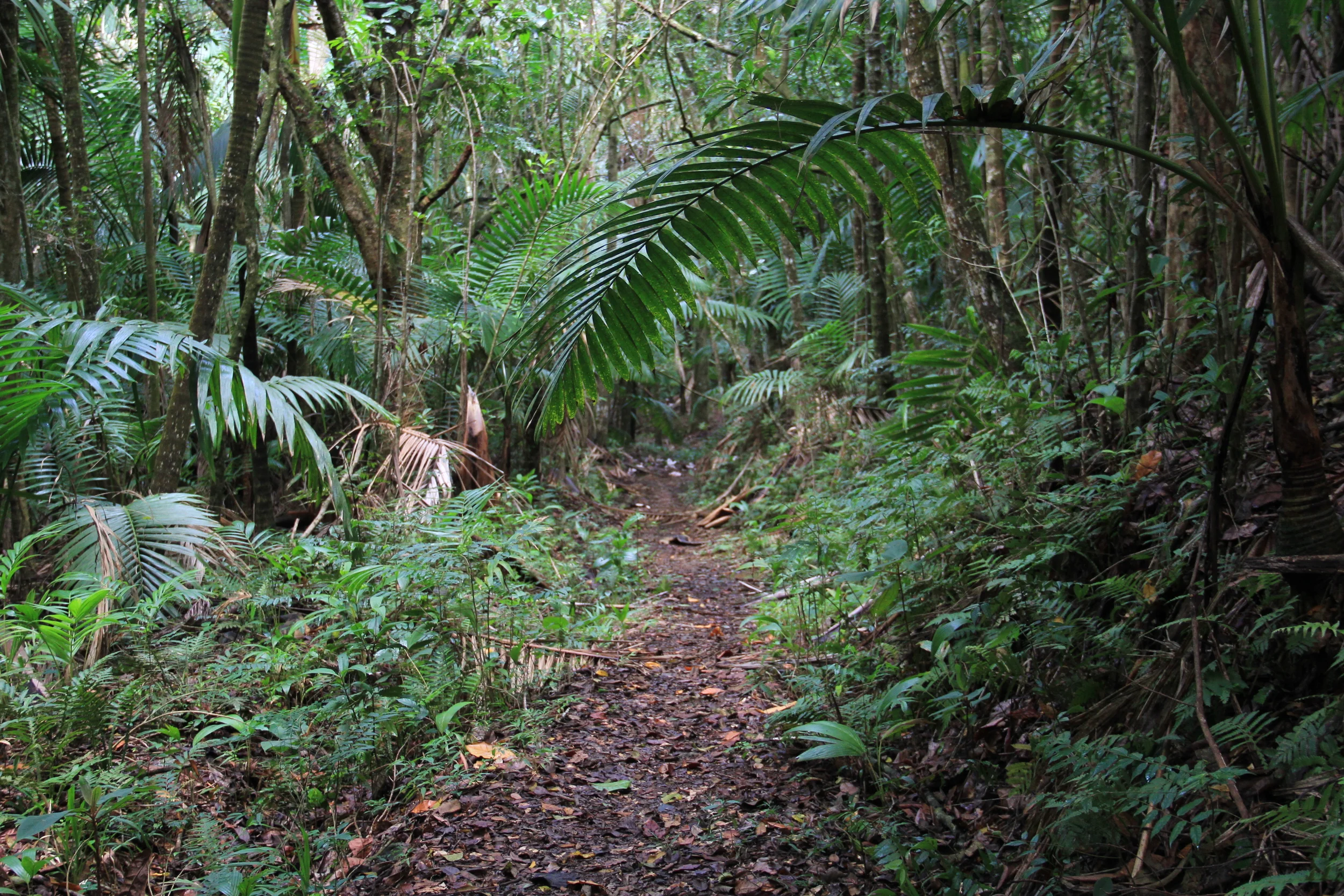 Living in the rainforest while building a bed & breakfast
