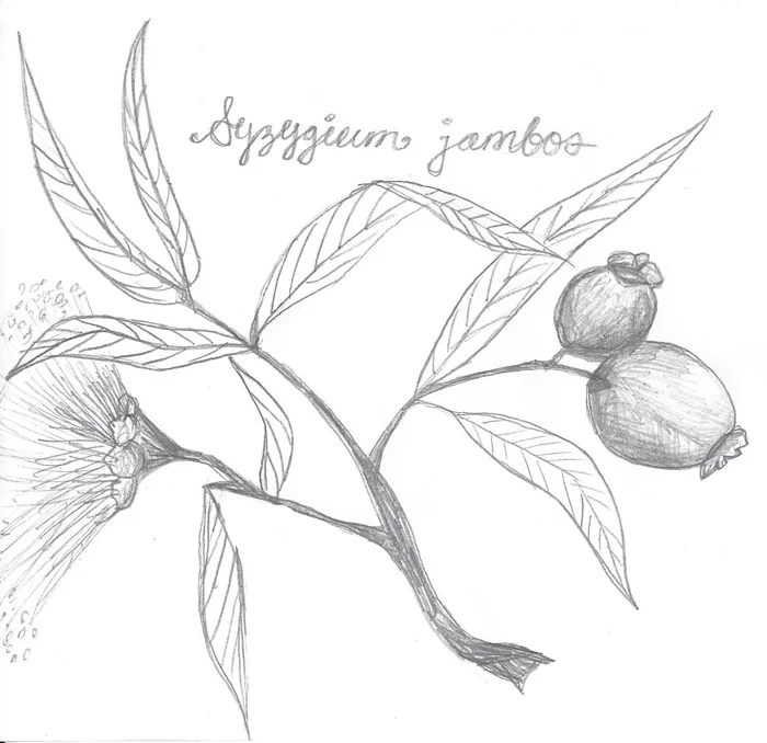 Pomarrosa.jpg