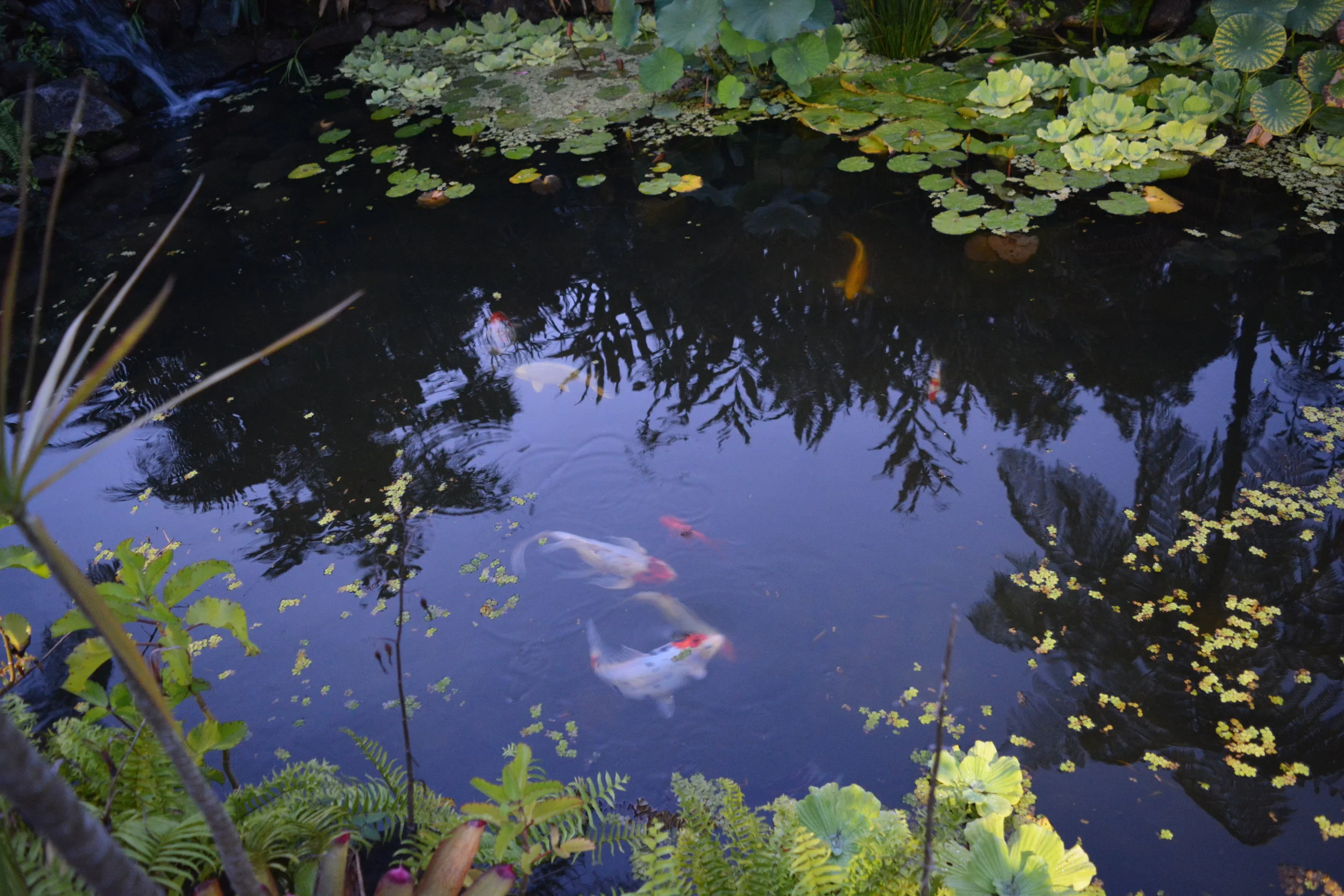 Our Koi and Plans for the Pond