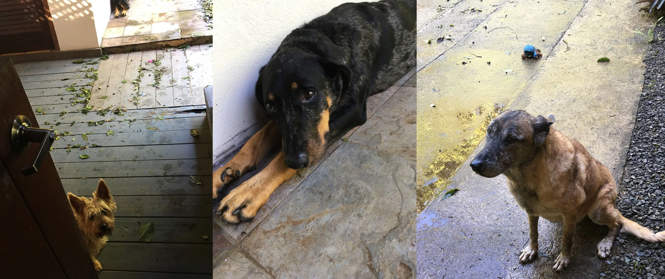 Our dogs looking worried and stress still after the storm.