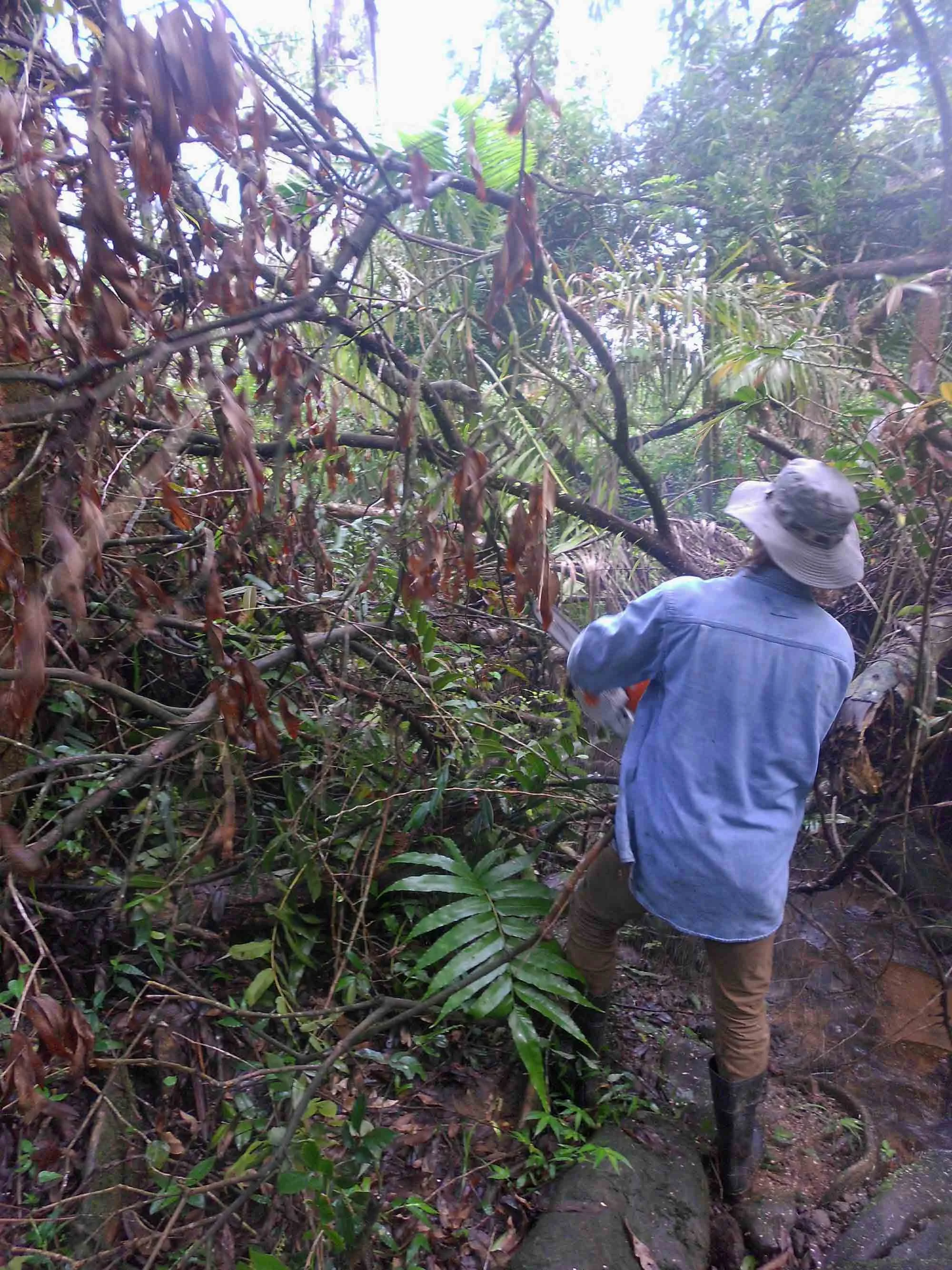 Joe was undaunted by the amount of trees which were down across the trail.