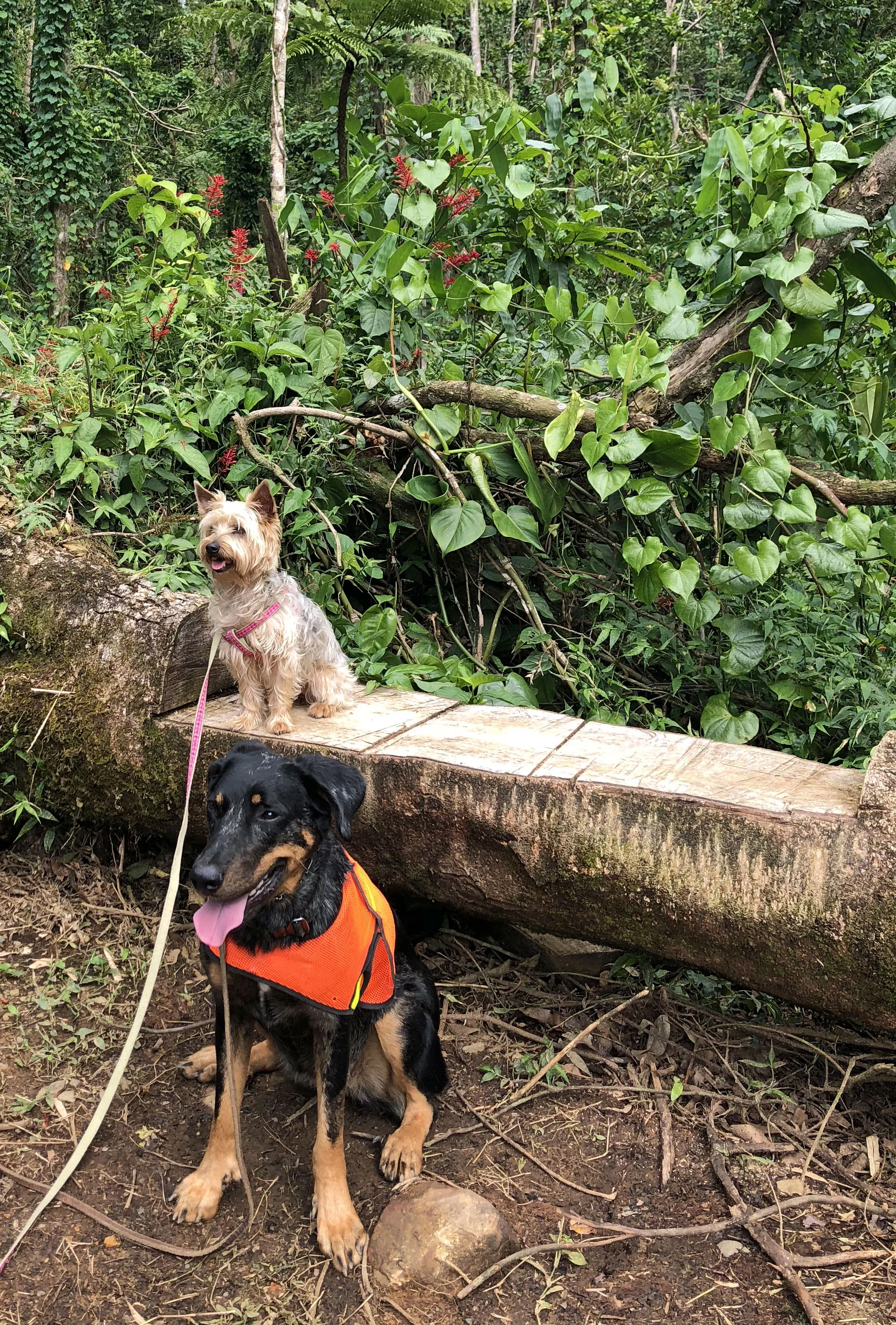 Nice bench at half-way point on the Angelito Trail so that Simonne and Gracie could rest.