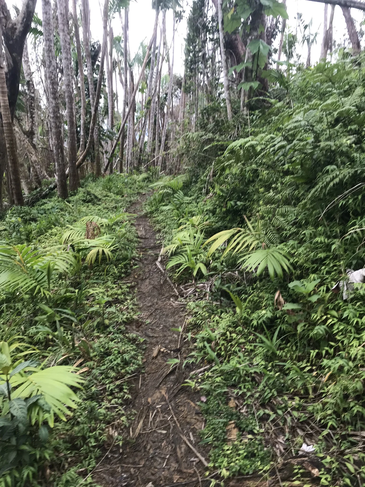 El Yunque's El Toro Trail is Open!