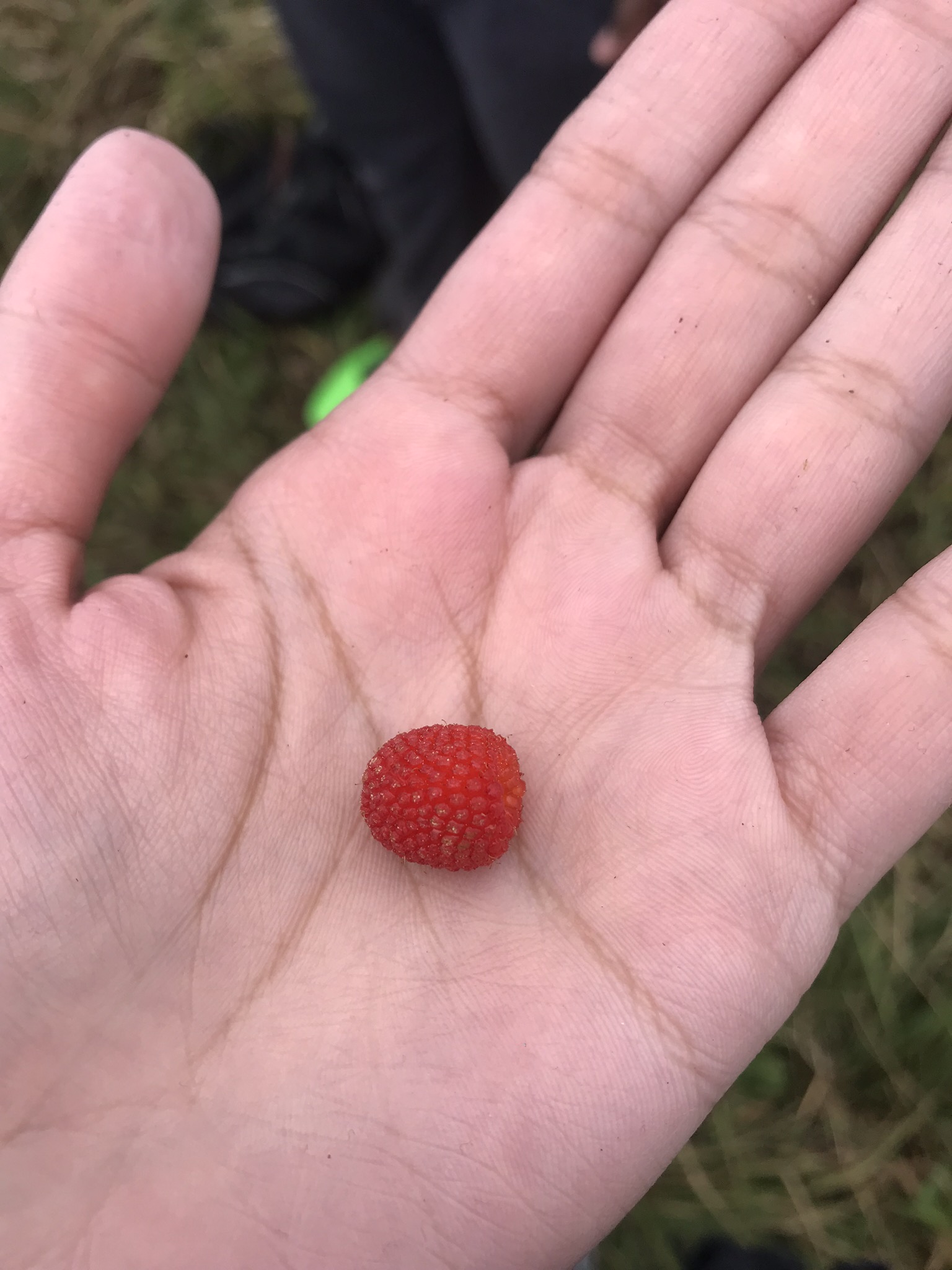 berry in hand.JPG