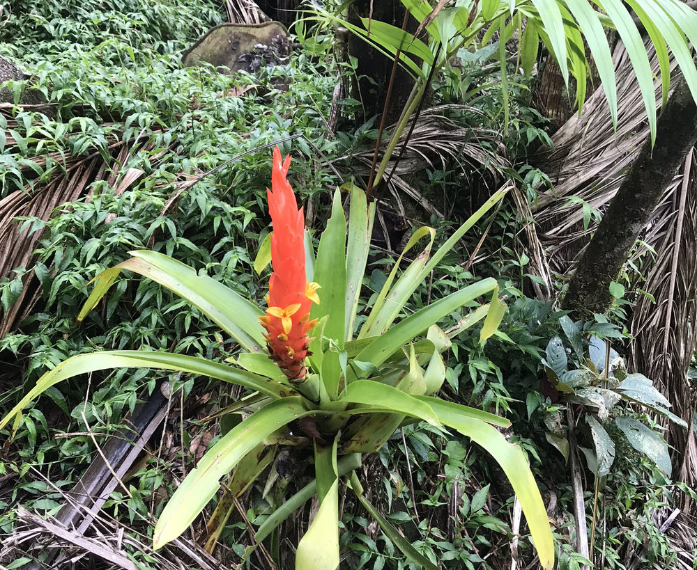 red bromeliad.jpg