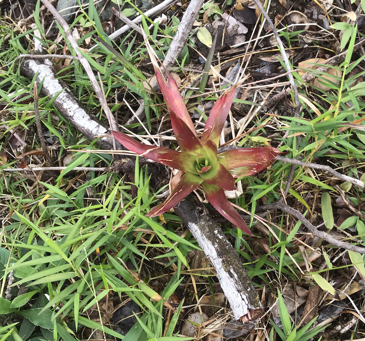 bromeliad.jpg