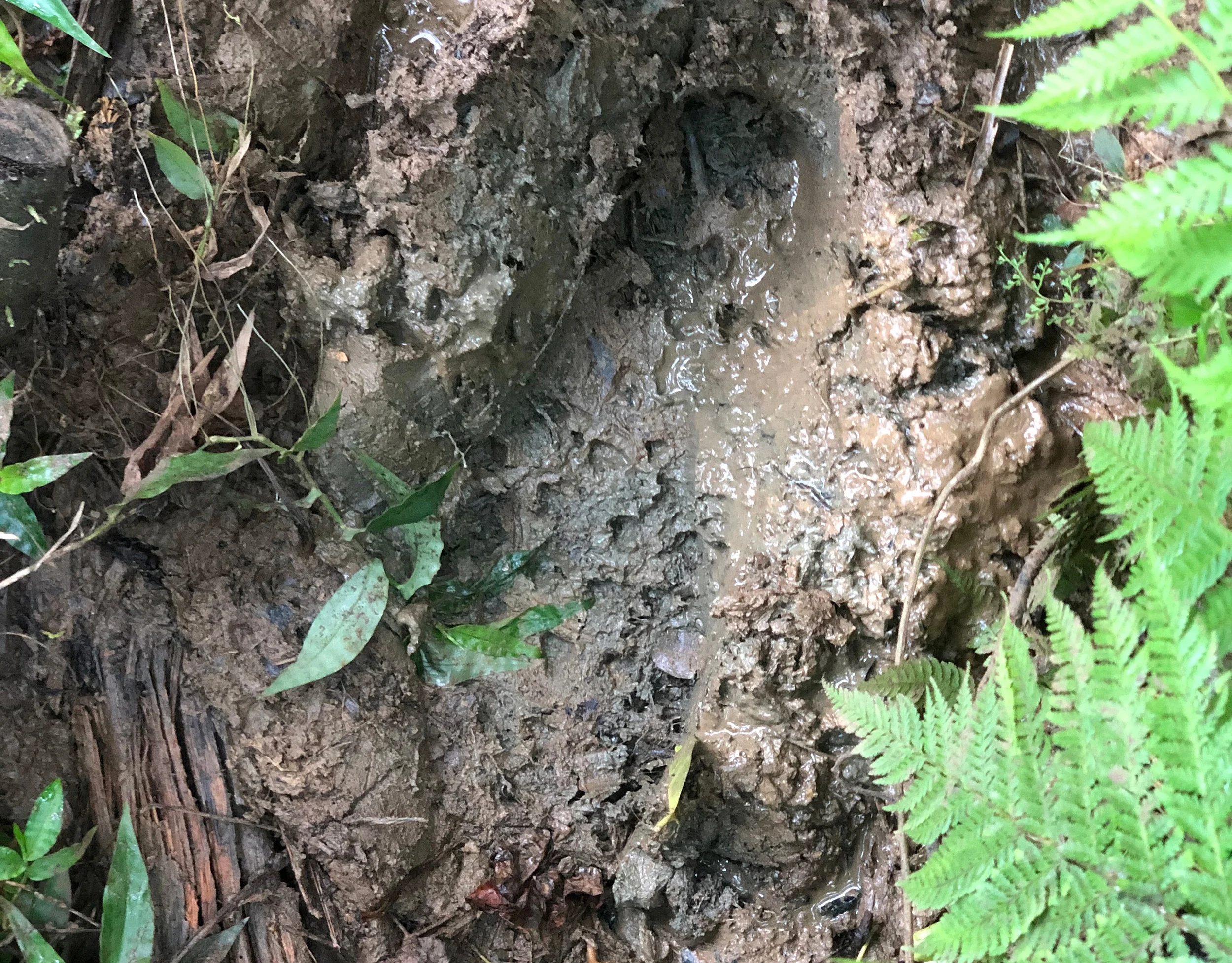 You can always tell when you’re following someone wearing Inov-8 aggressive tread shoes.
