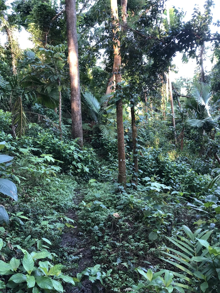 Hiking In The Rainforest Our Choices For The Best Hiking Shoes And Clothes Rainforest Inn Boutique Bed And Breakfast