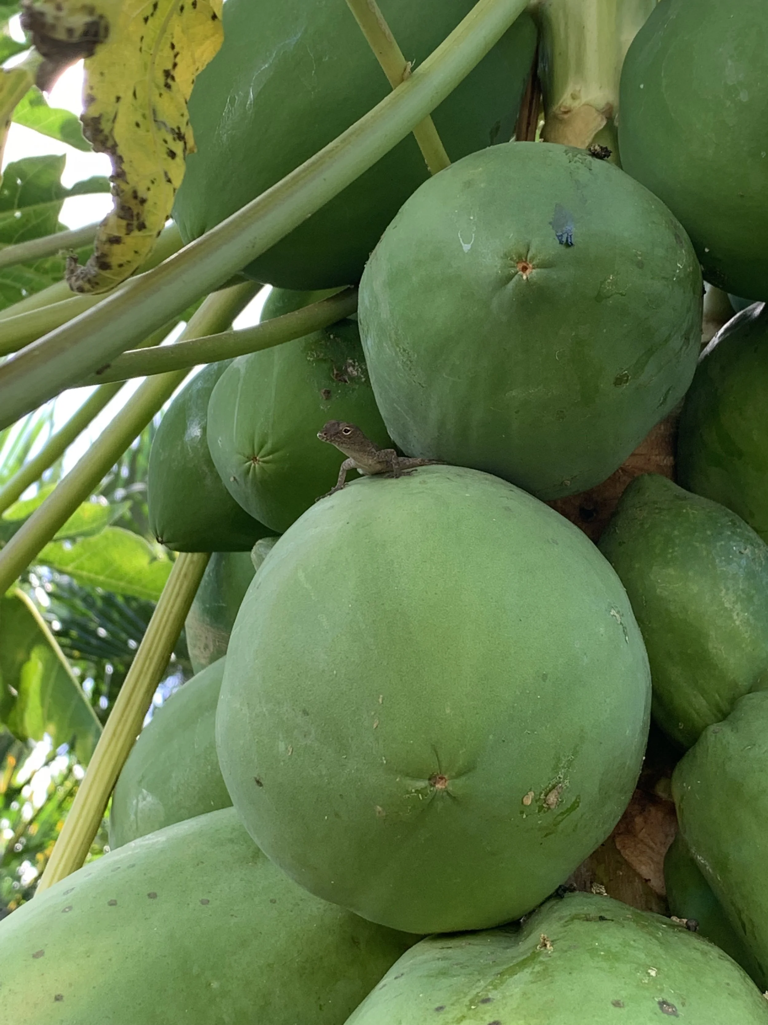 A friendly lizard hangs out on a papaya as they wait to get ripe.