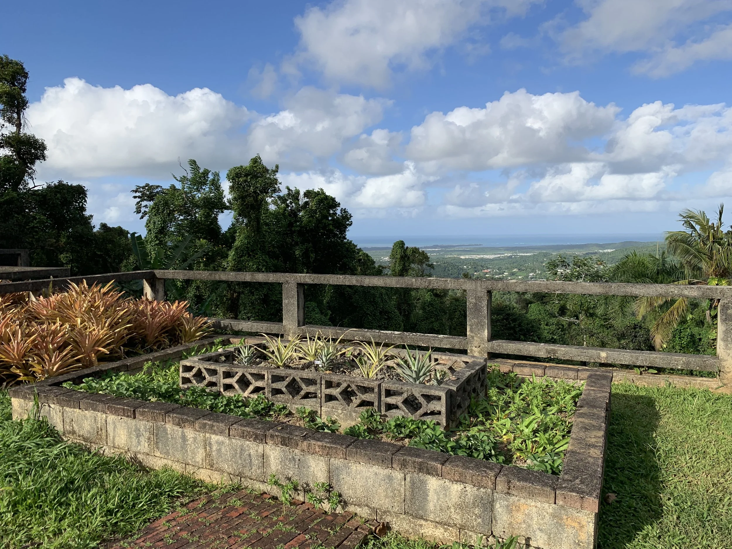 Incredible vista beyond the pineapple, strawberry, and culantro bed.