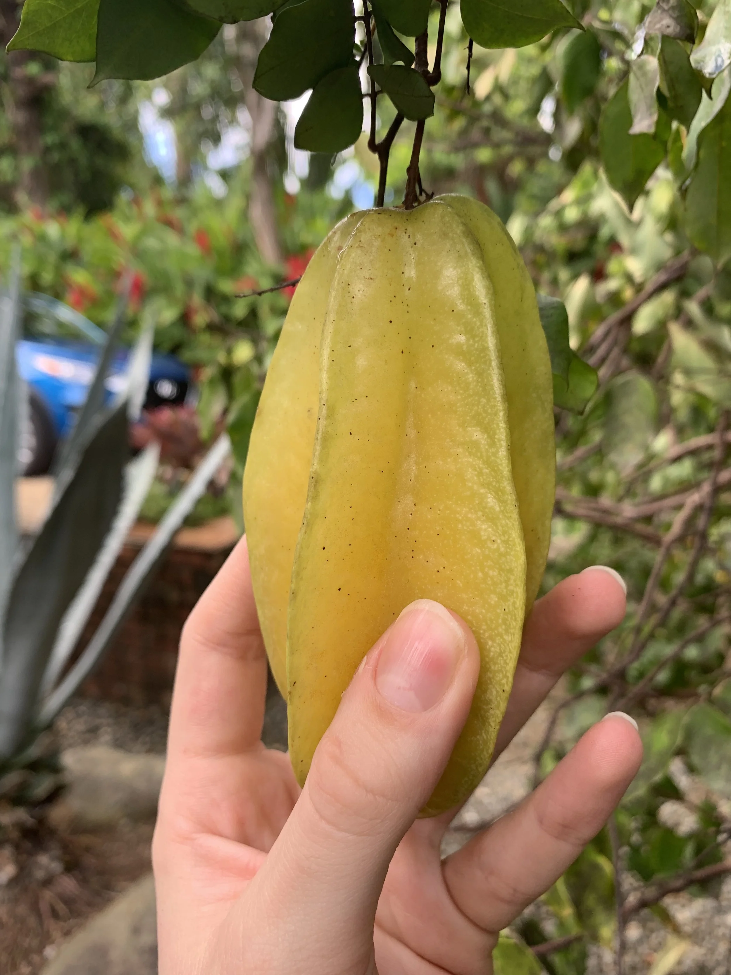 Checking to see how ripe a star fruit is.