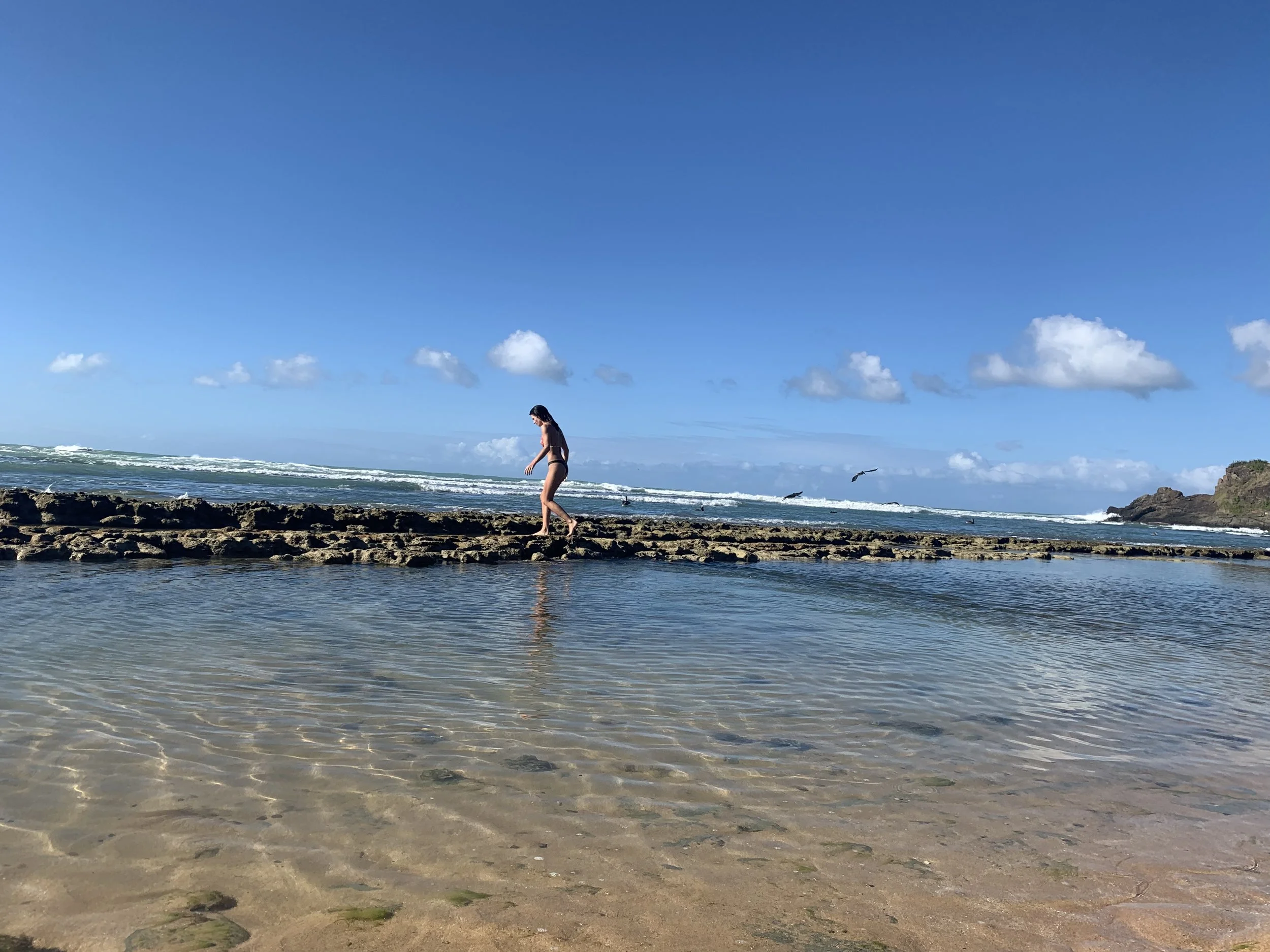 Exploring the shoal after the tide has gone out. The pelicans are still fishing in the background, unbothered.