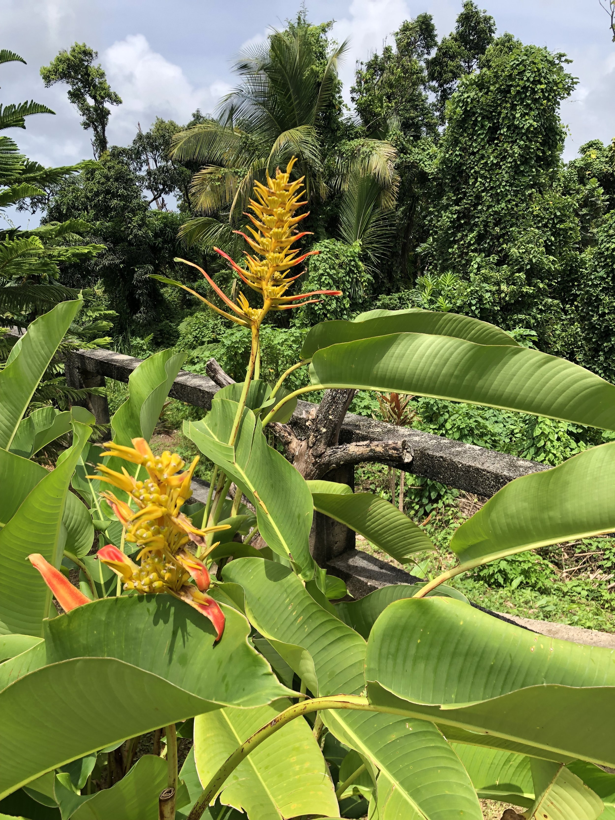 Tropical Plants Growing At The