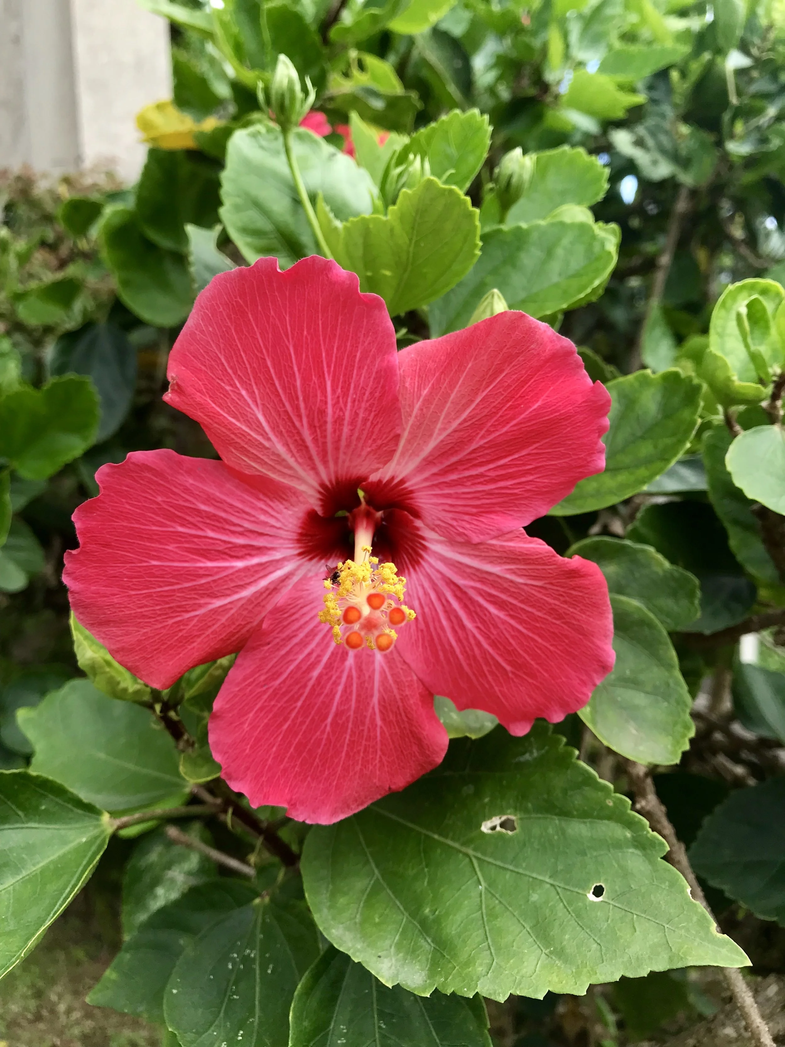 Hibiscus Flower found in our courtyard- it attracts hummingbirds