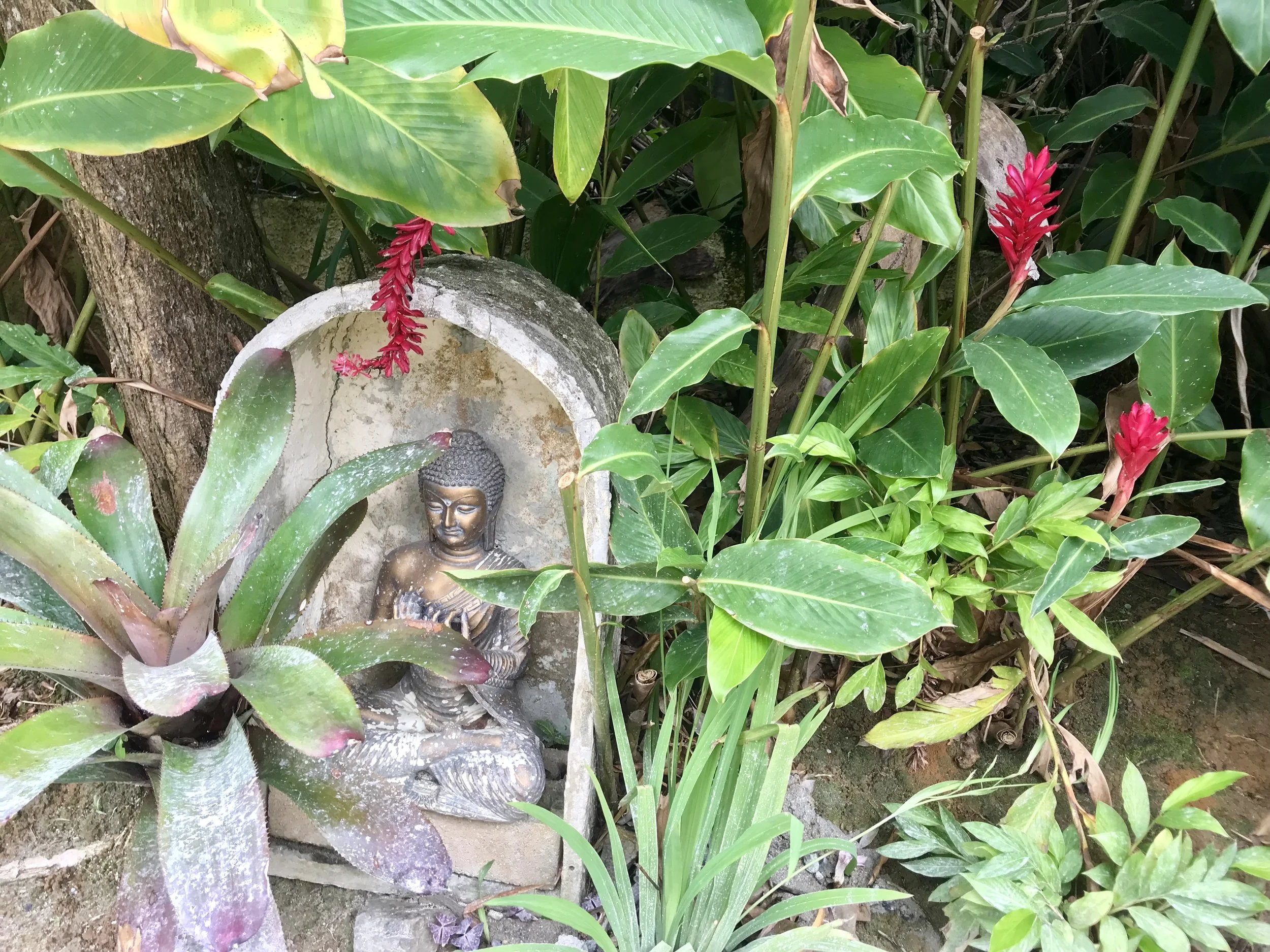 Red Ginger found near our Buddha statue