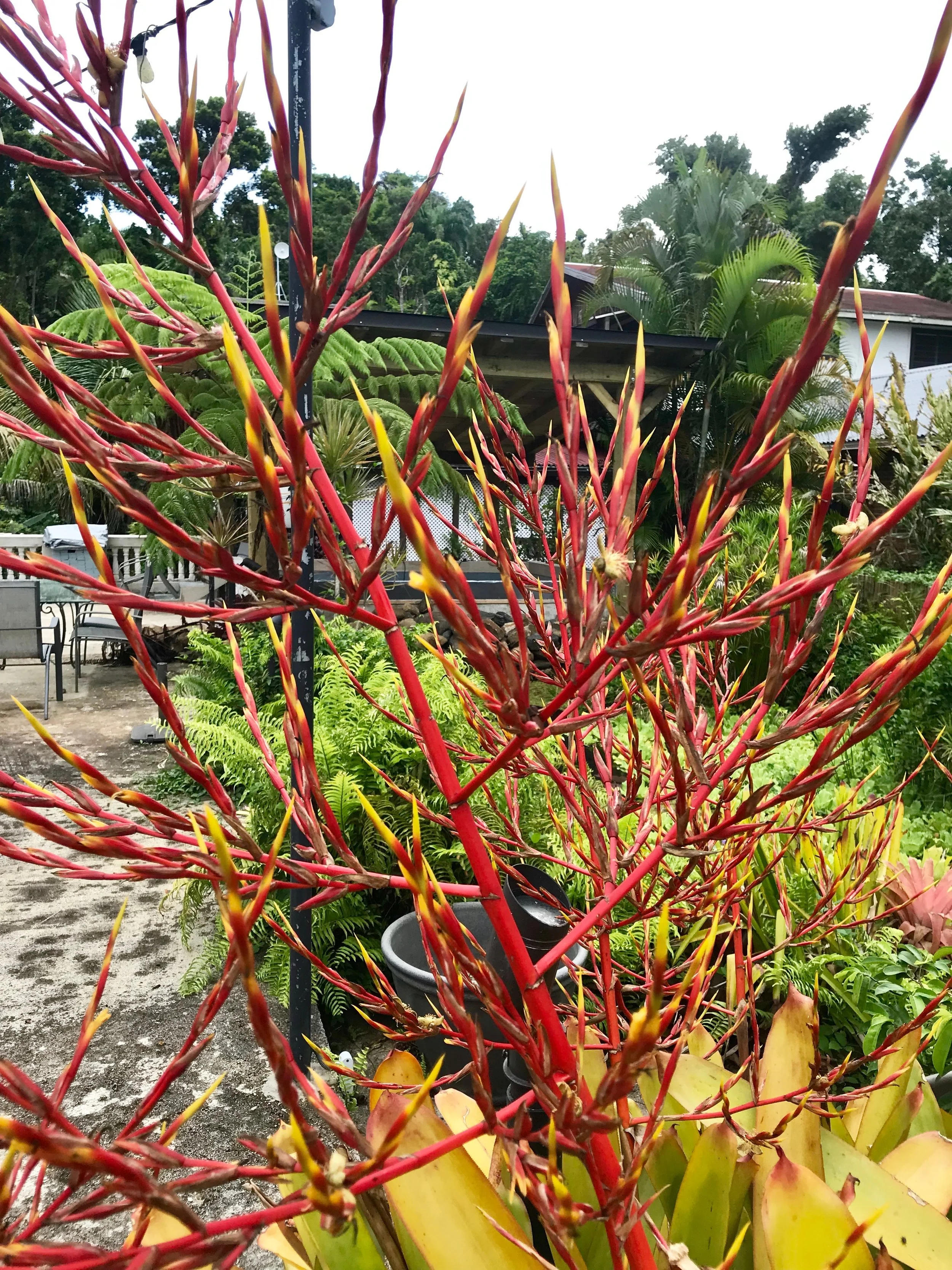 Variety of Bromeliad Plant which attracts hummingbirds