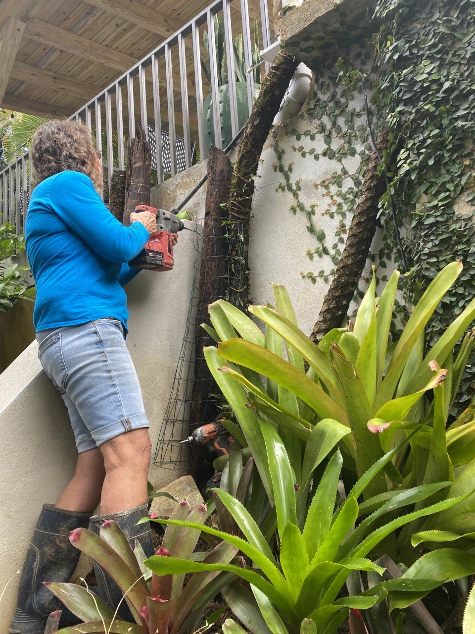 attaching tree fern.jpg