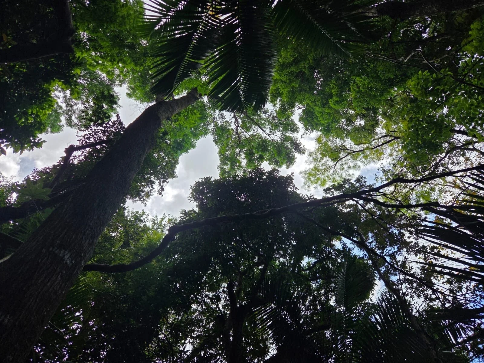 El Yunque National Forest at Your Doorstep: Insider Tips from the Rainforest Inn