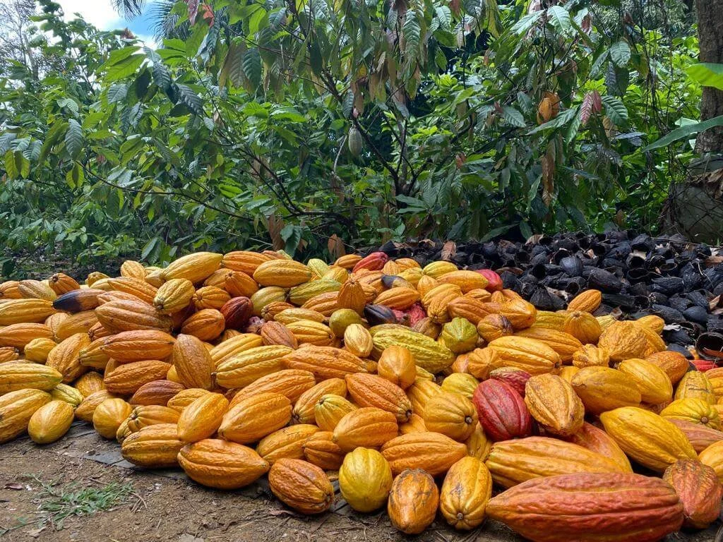 Discover local cacao farms and artisan cafés near Rainforest Inn