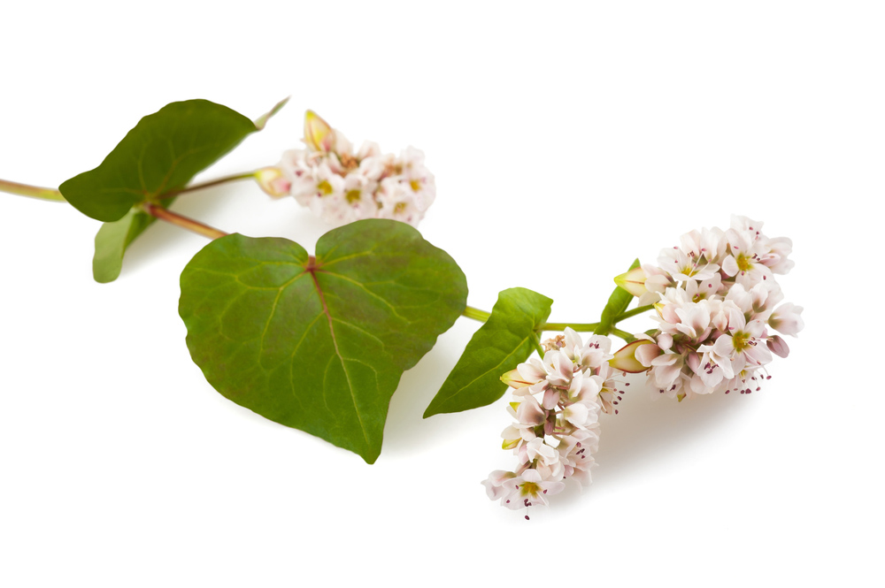 Bokhveteblomst / foto: Shutterstock.com
