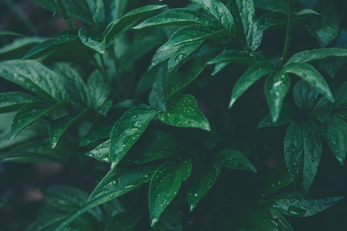 pexels-photo-1089455.jpeg