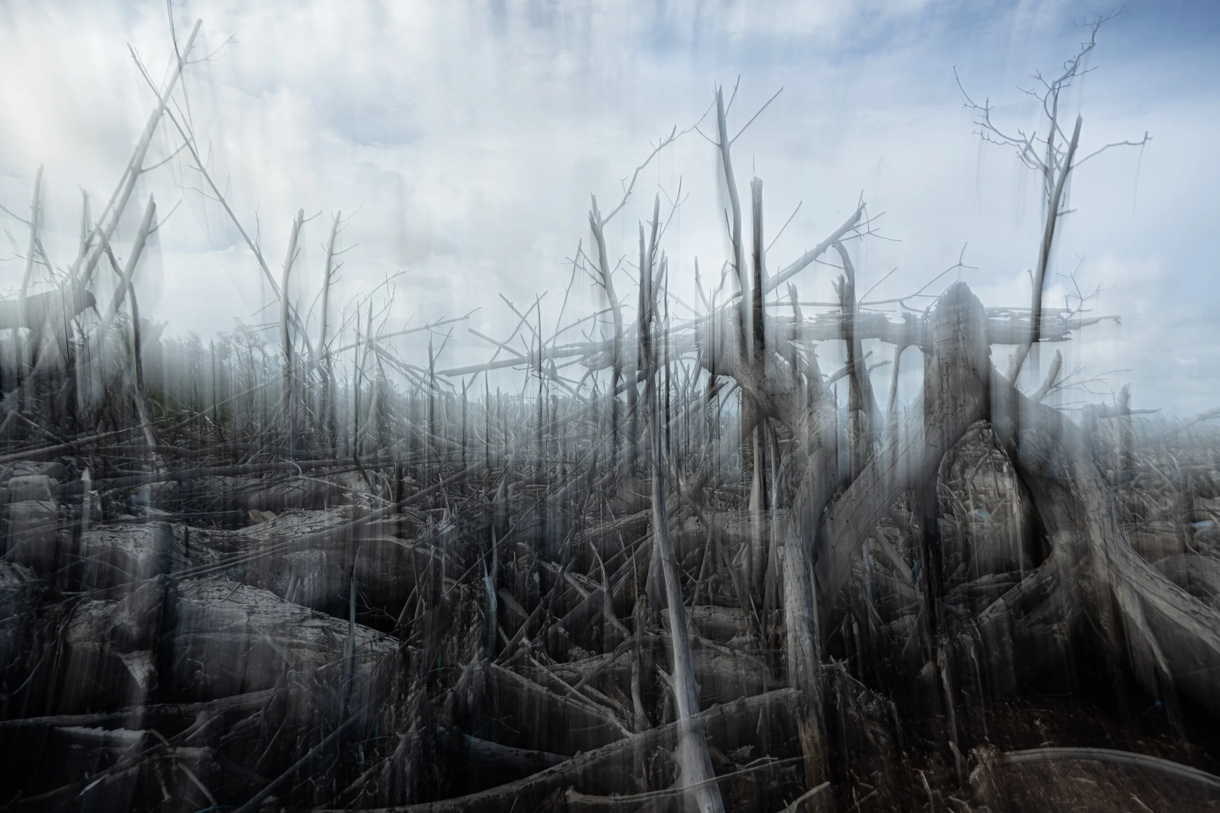 Mangle muerto_Cabo Rojo-1.JPG