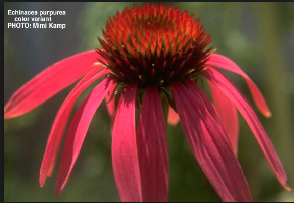 echinacea.jpg