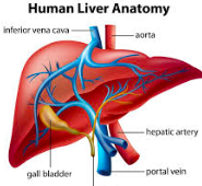 liver.jpg