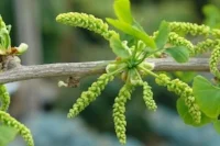 Pollen on a male Gingko Biloba tree