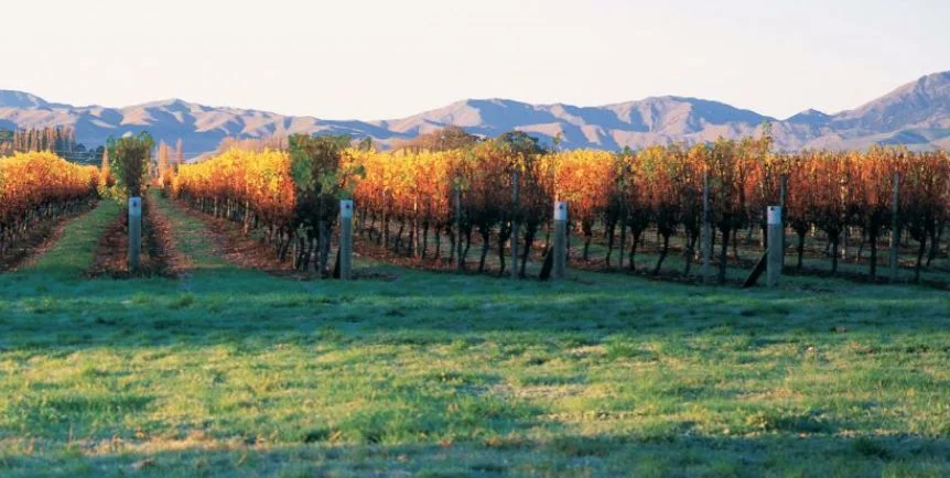 middle earth vineyard.JPG
