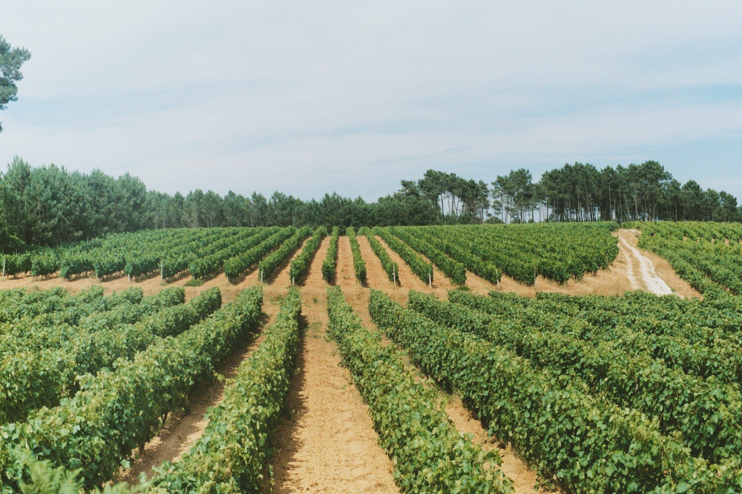 QUINTA DOS ROQUES