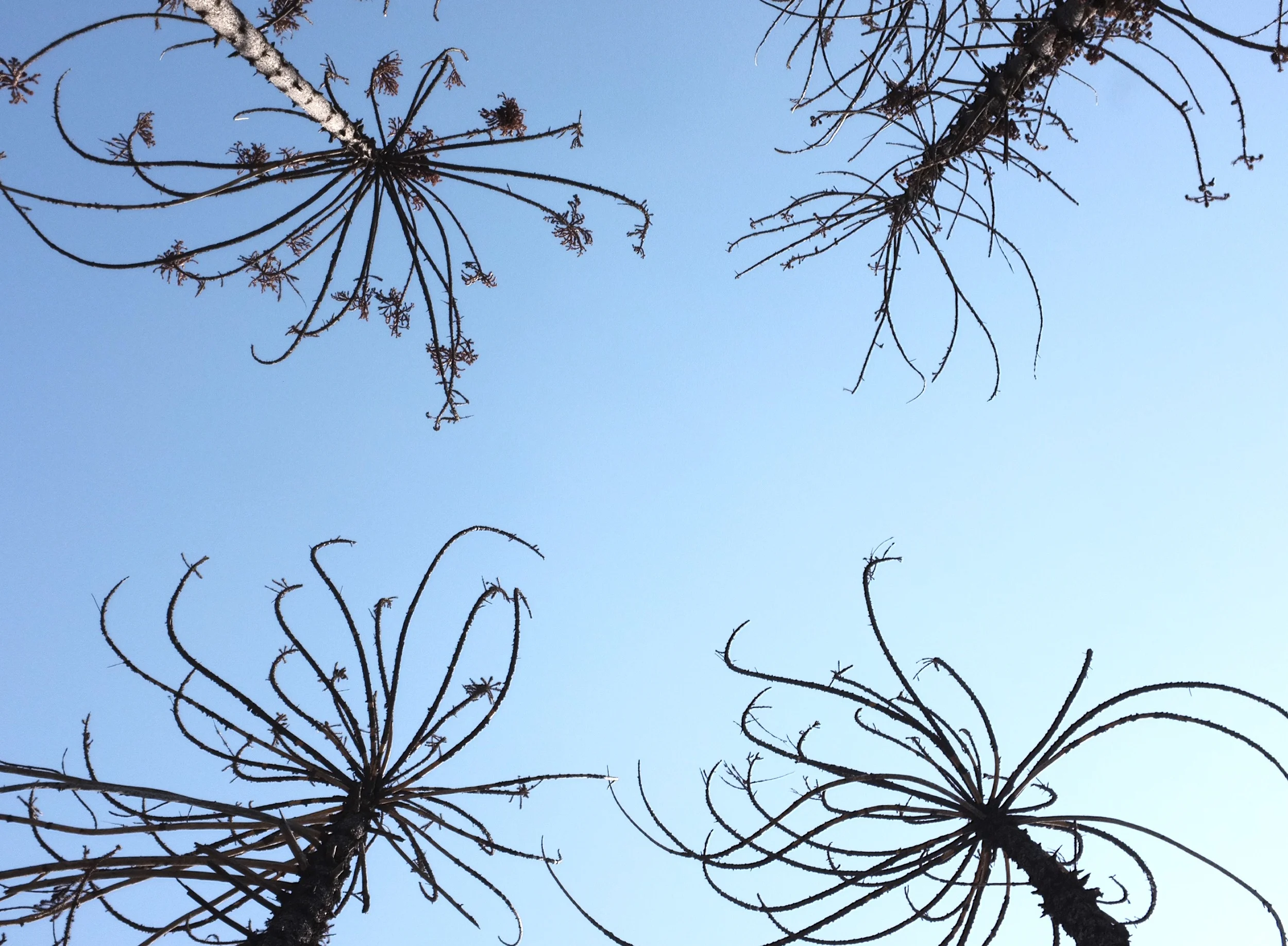 araucarias, 2016