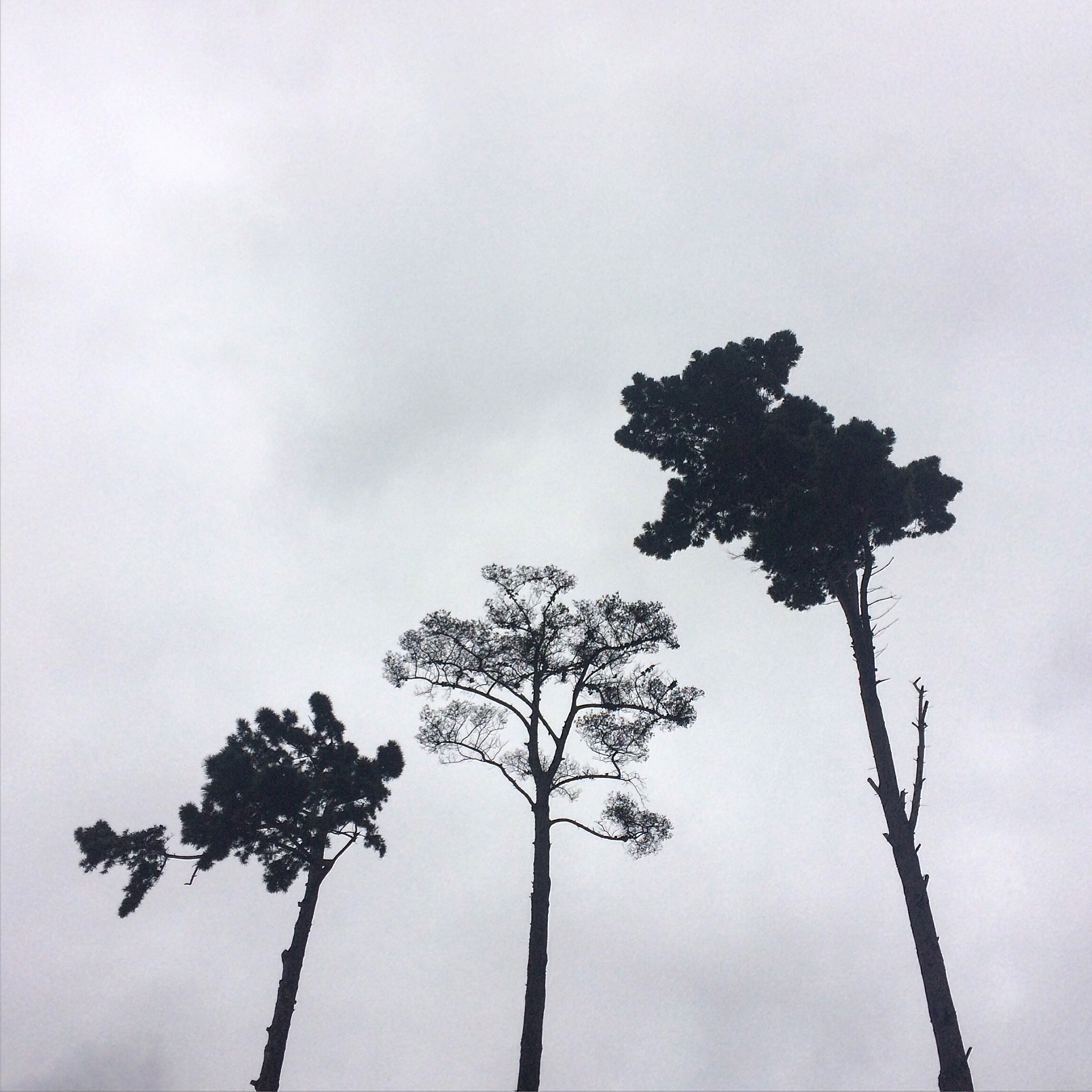 one, two, tree, 2016